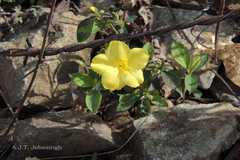 Reinwardtia indica